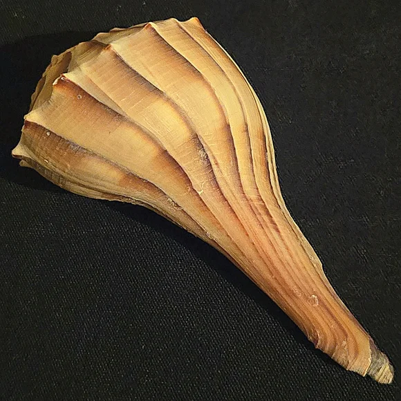 Unique Natural Seashell Collection-30yo Rare Hawaiian & 20yo Floridian, 2"-4.5" - Picture 10 of 15